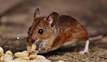 24 Hour & Emergency Exterminators in Blodgett, MO